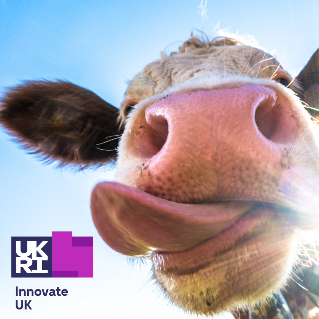 Up close photo of a cows face with the UKRI logo