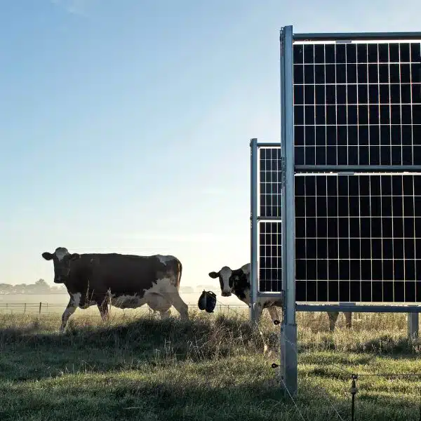 Next2Sun Agri PV Solar Farm Cows